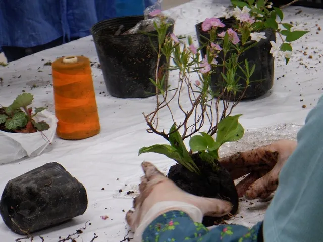 山野草の寄せ植え教室（1月）_1