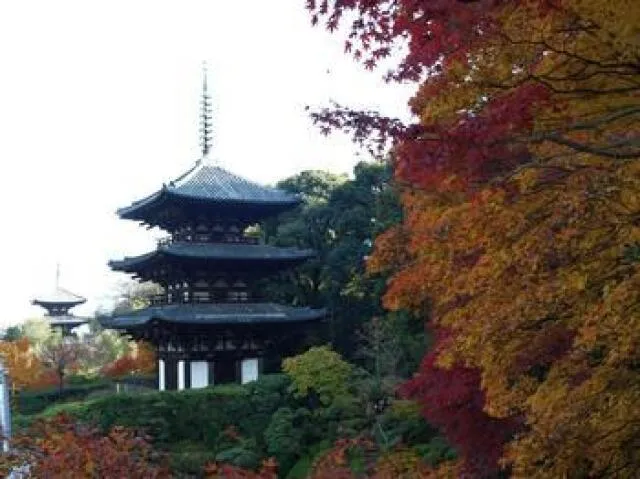 【紅葉・見ごろ】當麻寺_1