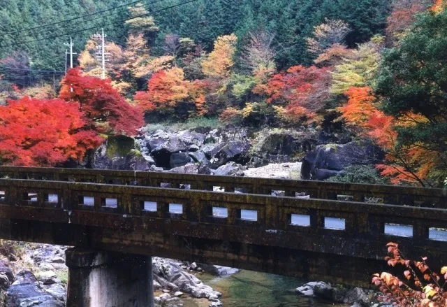 【紅葉・見ごろ】佐見川峡_1
