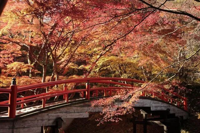 【紅葉・見ごろ】伊香保温泉 湯元「河鹿橋」_1