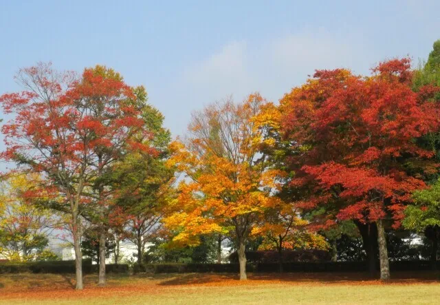 【紅葉・見ごろ】御勅使南公園_1