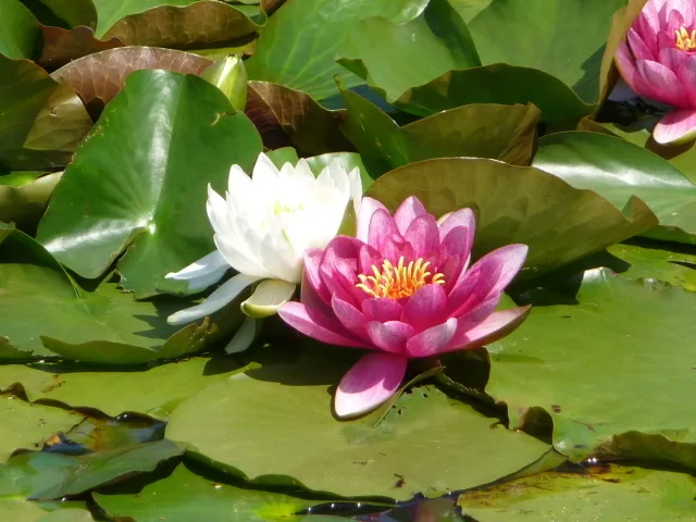 【花・見ごろ】ときわ公園のスイレン_1