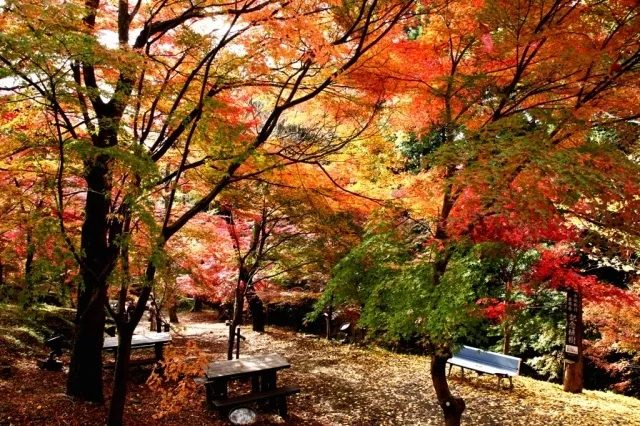 【紅葉・見ごろ】宮妻峡・水沢もみじ谷_1