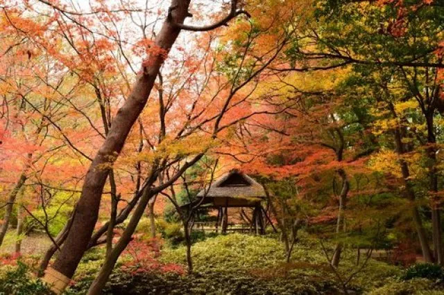 【紅葉・見ごろ】六義園_1