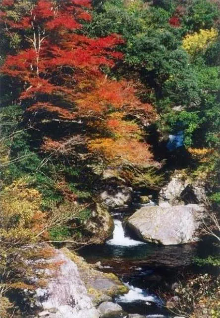 【紅葉・見ごろ】仲塔渓谷_1