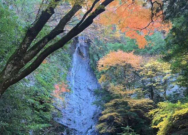 【紅葉・見ごろ】琴滝_1