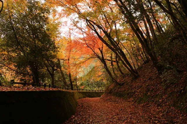 【紅葉・見ごろ】岩倉峡公園_1