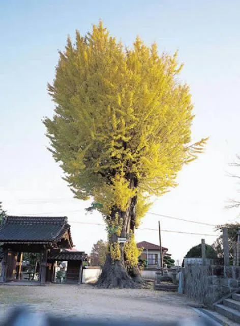 【紅葉・見ごろ】天徳寺のイチョウ_1