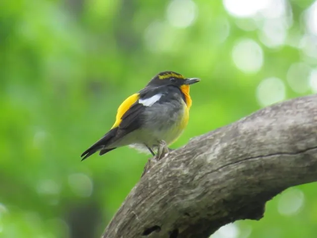 早朝探鳥会・定例探鳥会_1