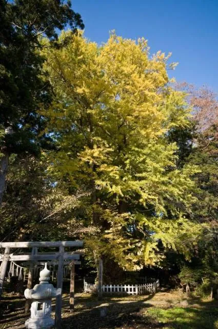 【紅葉・見ごろ】根岸の大いちょう_1