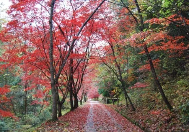 【紅葉・見ごろ】いこいの森_1