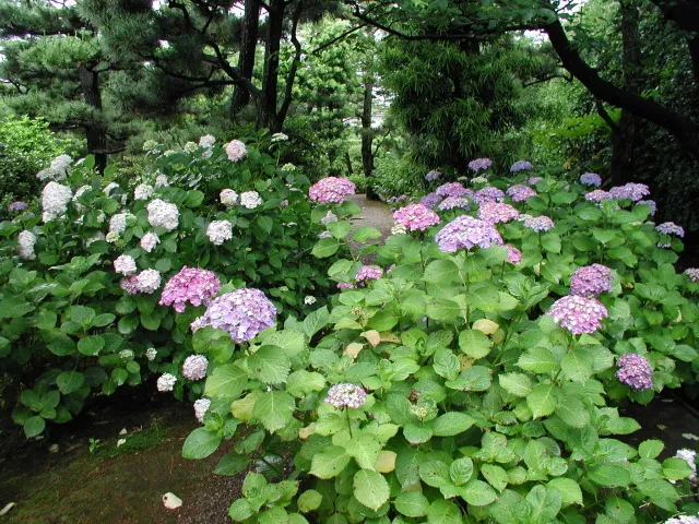 【あじさい・見ごろ】養翠園_1