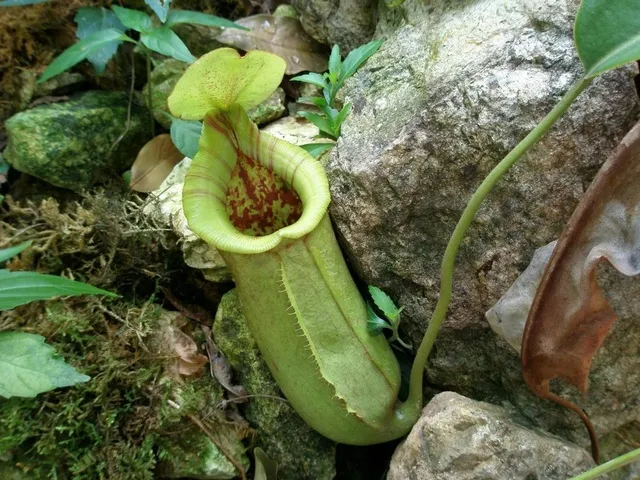 食虫植物展_1