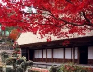 【紅葉・見ごろ】下呂温泉合掌村_1