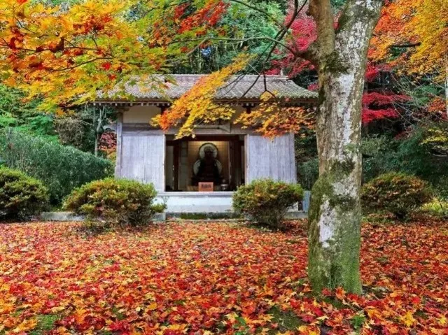 【紅葉・見ごろ】古保利薬師_1