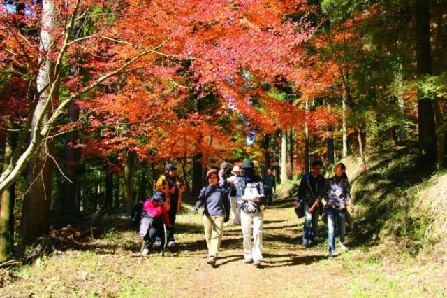 【紅葉・見ごろ】悠久の森_1