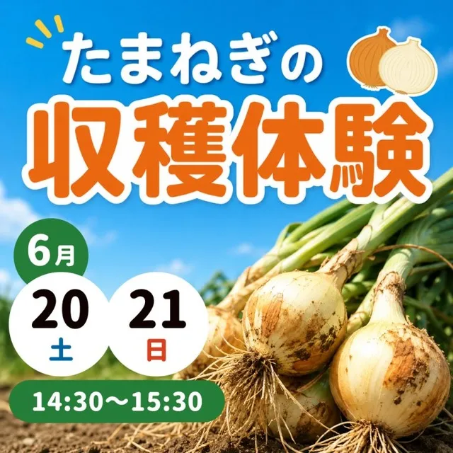 たまねぎの収穫体験_1