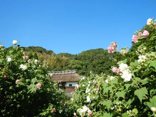【花・見ごろ】大鐘家の酔芙蓉_1