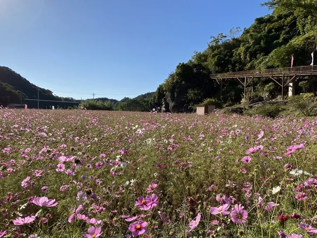 七ツ釜鍾乳洞と里山の秋まつり_1