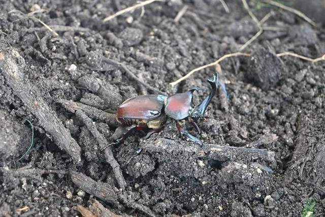 カブトムシランド_1