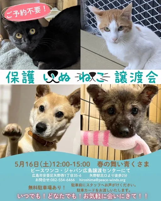保護いぬねこ譲渡会_1
