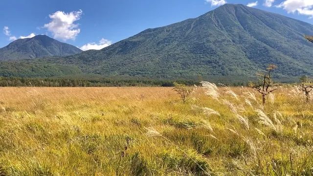 【紅葉・見ごろ】戦場ヶ原_1