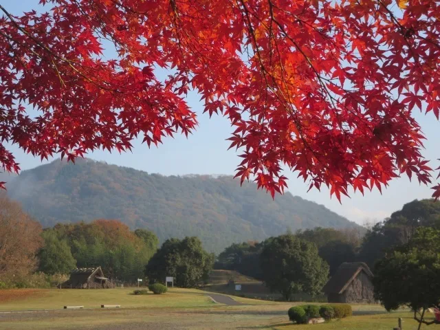 【紅葉・見ごろ】八雲立つ風土記の丘_1