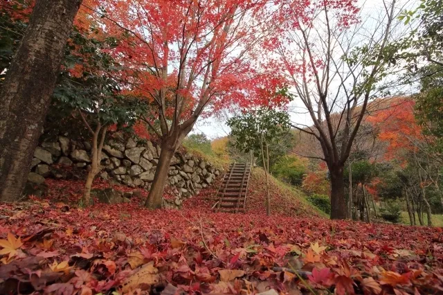 【紅葉・見ごろ】弥栄の紅葉　もみじ谷公園_1