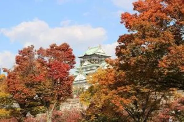 【紅葉・見ごろ】大阪城公園_1