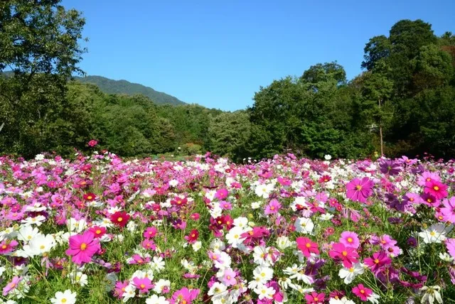 広島市植物公園 コスモスウィーク_1