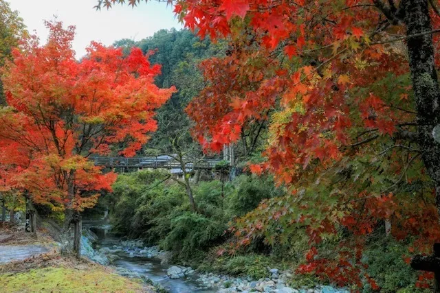 【紅葉・見ごろ】権現山休憩所_1
