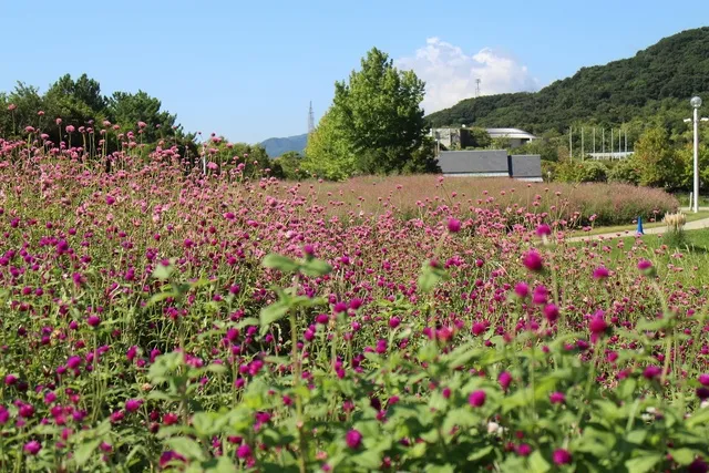 淡路島国営明石海峡公園　センニチコウのつみとり体験_1