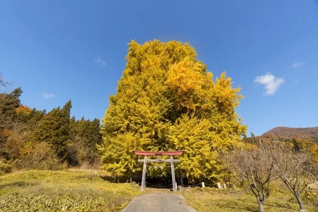【紅葉・見ごろ】神戸の大イチョウ_1