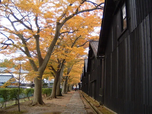 【紅葉・見ごろ】山居倉庫_1