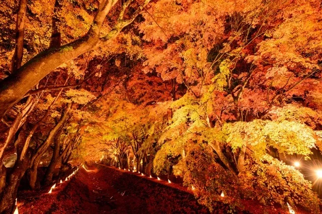 第27回富士河口湖紅葉まつり_1