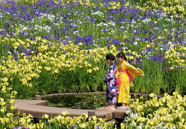 花しょうぶまつり_1