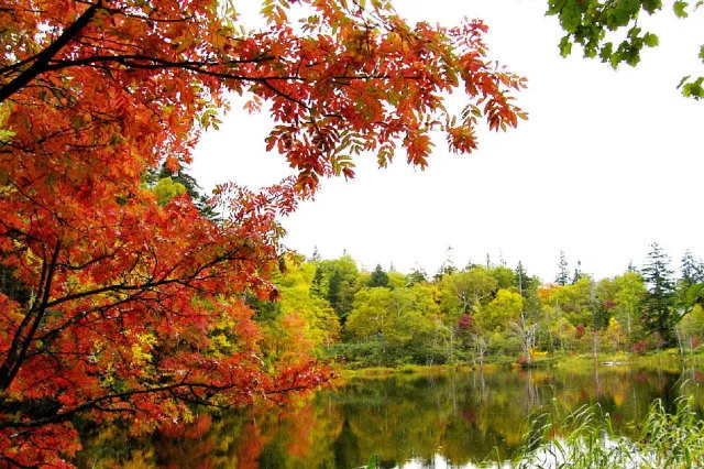 【紅葉・見ごろ】松山湿原_1