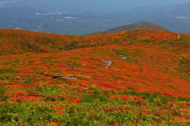 【紅葉・見ごろ】栗駒山_1
