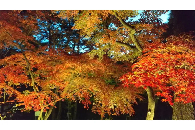 月の石もみじ公園ライトアップ