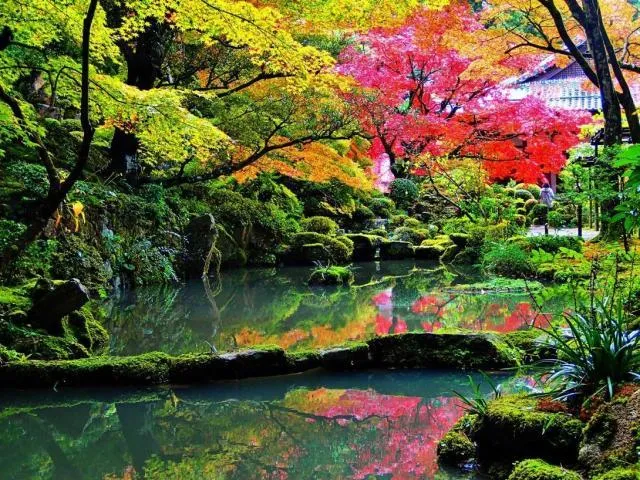 【紅葉・見ごろ】金剛輪寺_1