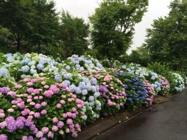 えぼしあじさいまつり_1