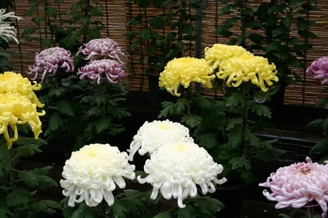 和歌山城公園菊花展_1