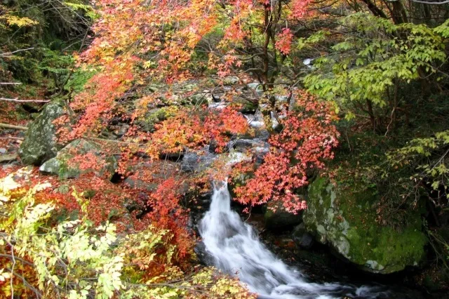 【紅葉・見ごろ】白賀渓谷_1