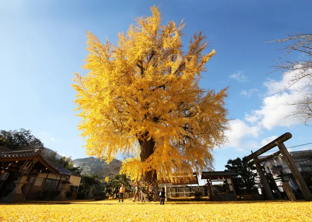 【紅葉・見ごろ】丹生酒殿神社_1