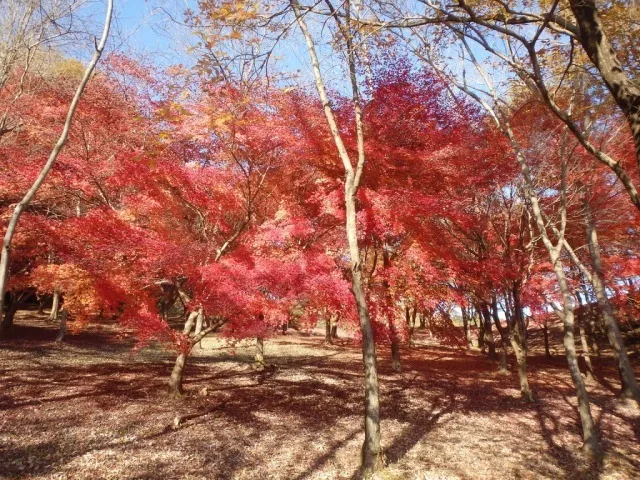 【紅葉・見ごろ】岐阜県百年公園_1