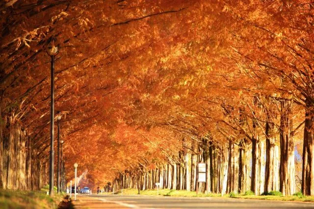 【紅葉・見ごろ】メタセコイア並木_1