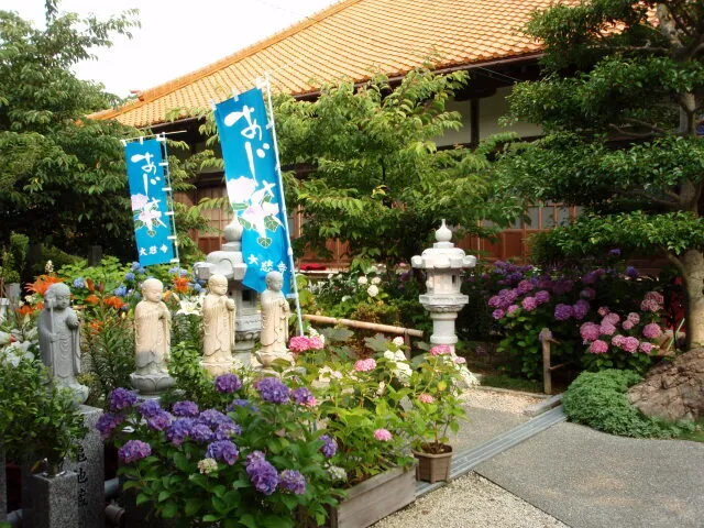 【あじさい・見ごろ】大慈寺_1