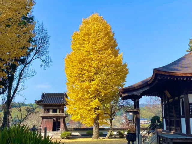 【紅葉・見ごろ】西身延 妙本寺_1