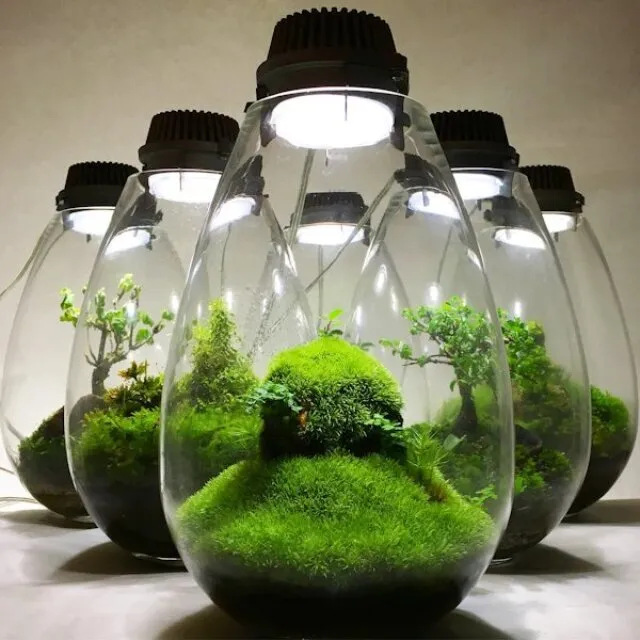 苔とLEDが織りなす特別展示！テラリウムの魅力