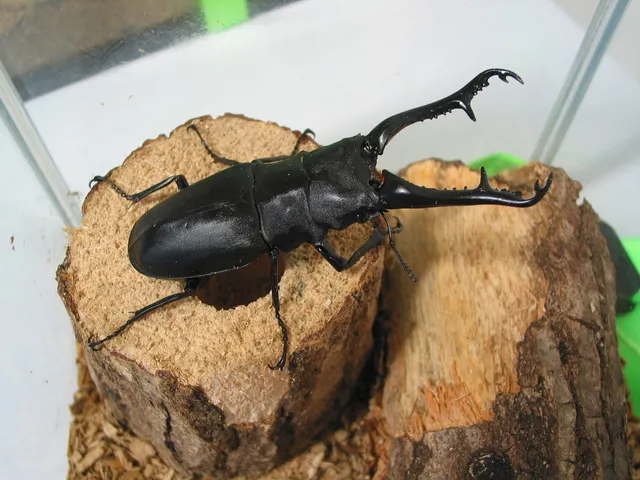 親子で楽しむクワガタ・カブト花マルシェ_1